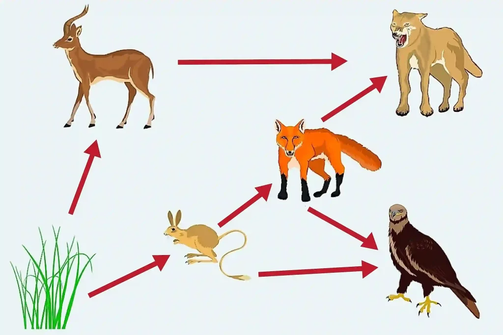 Understanding the Food Chain Food Chain