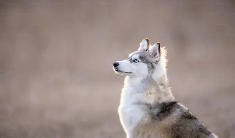 What Are the Benefits of Owning a Husky Dog in India husky