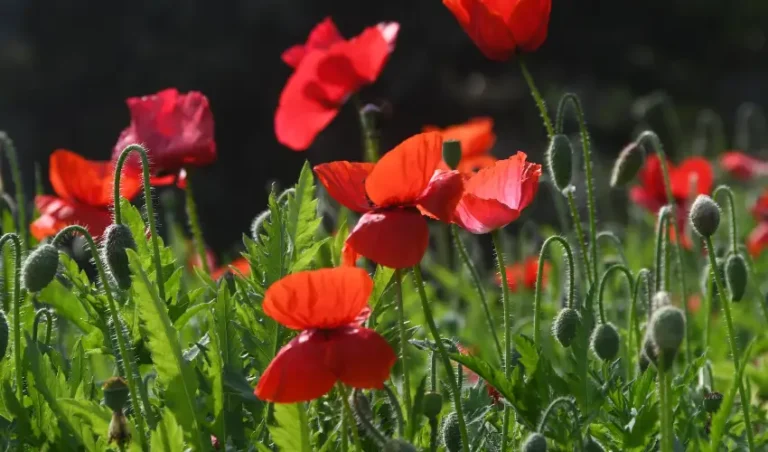 DIY Home Decor with Dried Poppy Flowers dry poppy flower