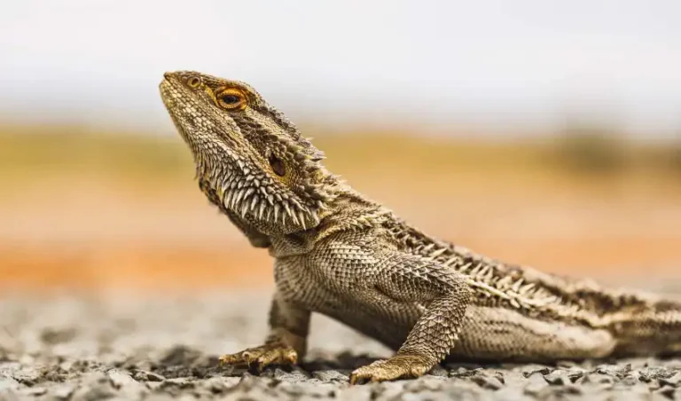 Why Is the Red Bearded Dragon So Popular? Red Bearded Dragon