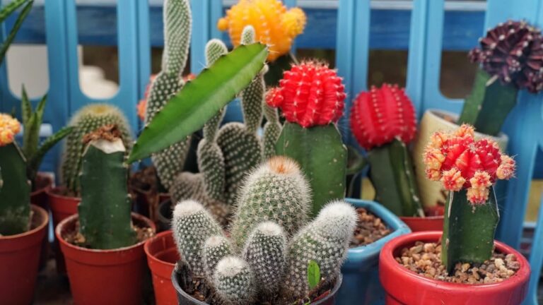How Do I Know If a Cactus Is Healthy Cactus