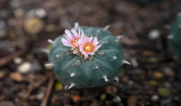 What are the environmental impacts of Peyote Cactus harvesting peyote