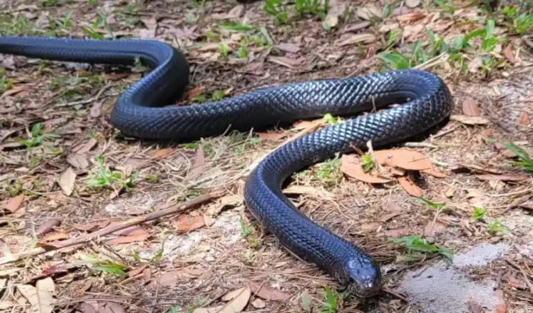 How to Create a Suitable Habitat for Indigo Snakes snake