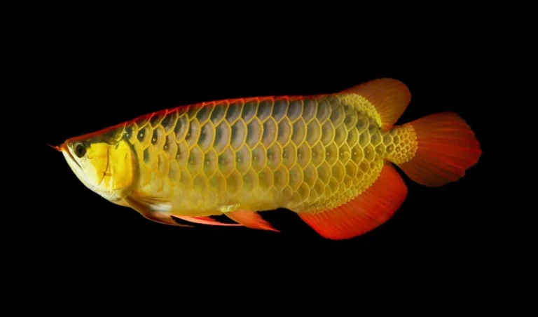 How Can You Tell if an Arowana Fish is Healthy fish