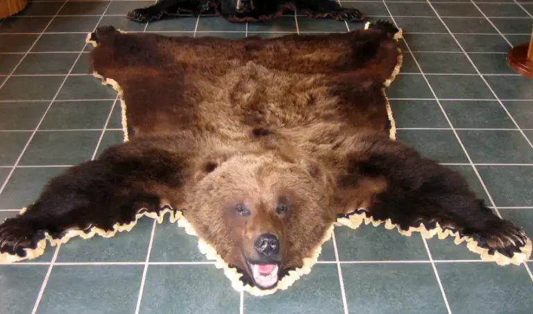 bear skin