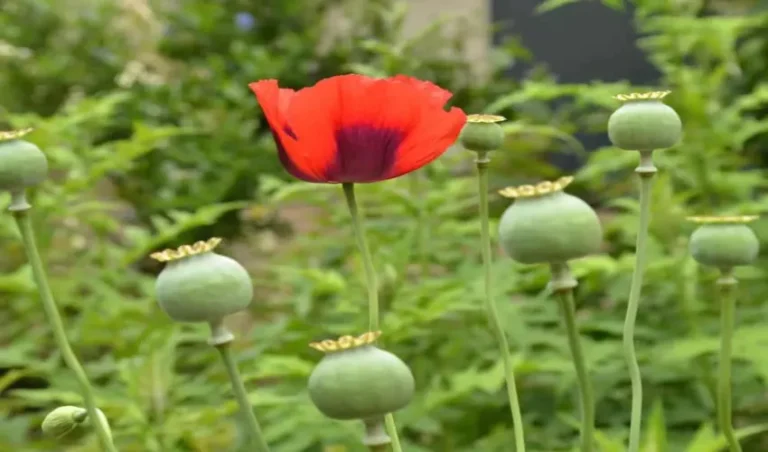5 Fascinating Facts About Poppy Heads poppy