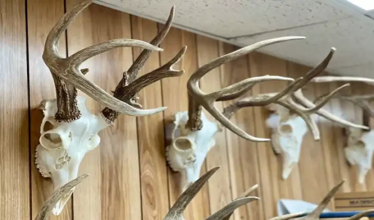 taxidermy