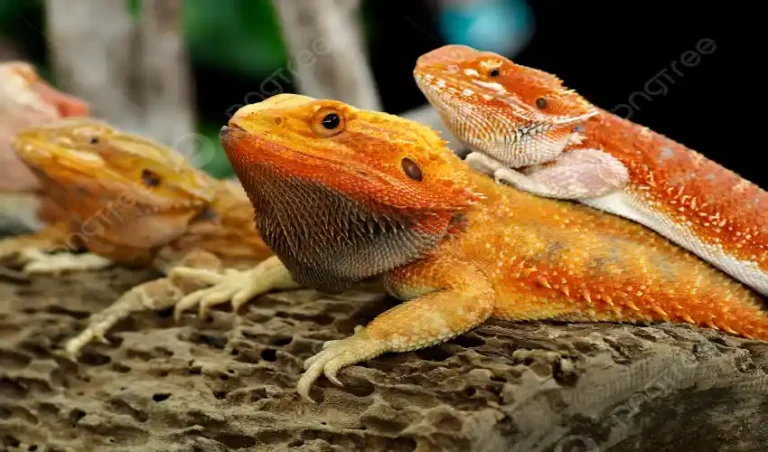 Exploring the World of Giant Bearded Dragons dragon