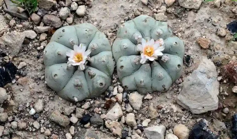 The Science Behind Peyote Cactus and Its Psychoactive Properties cactus