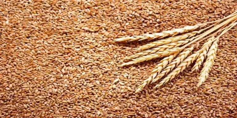 Where Can I Find Quality Wheat in Bulk? bulk grain