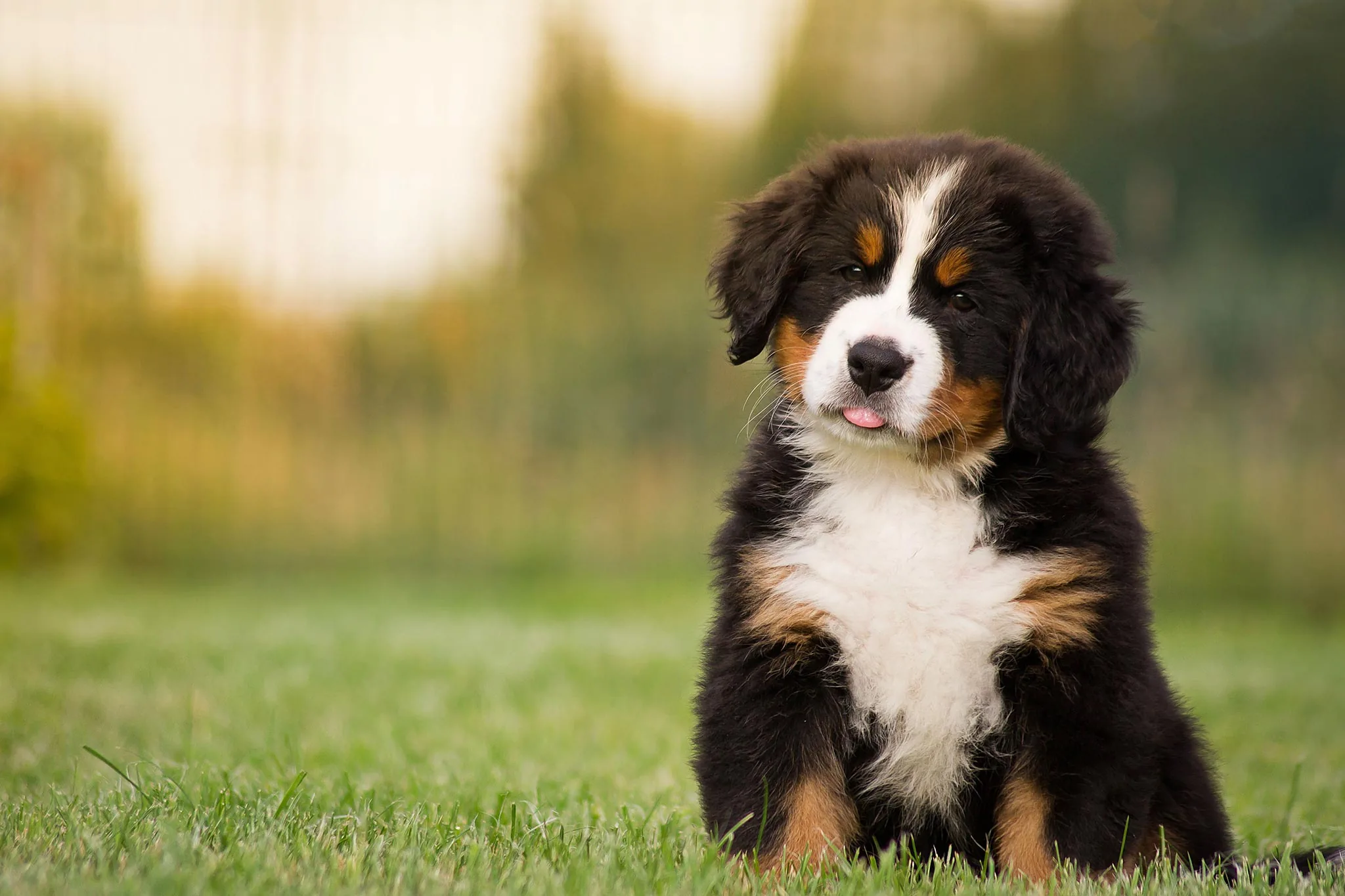 Understanding Dogs and Their Role in Family Life